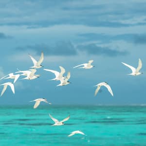 Mindful Moments with Pets by the Ocean: Nature's Love - French Mornings