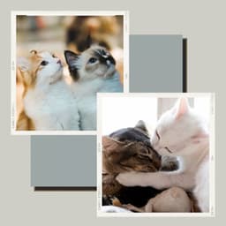 Music for Funny Cats - Romantic Soprano Sax Solo - Cat Sleeping Music Project