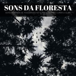 Sons Da Floresta: Sons Serenos De Pássaross Na Floresta Para Curar A Alma - Dormir e Meditar