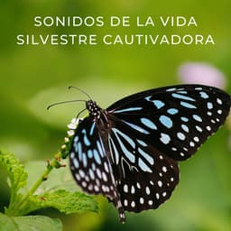 Sonidos De La Vida Silvestre Cautivadora - Efectos de sonido de la madre naturaleza