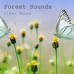 Clear Skies - Forest Sounds