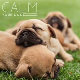 Calm Your Dog: Lullaby for Pets Soft Animal Sleep Music - Kenny Bern
