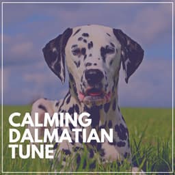 Calming Dalmatian Tune - Dog Music