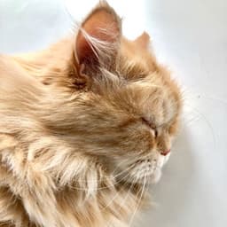 Harmonic Catnap Retreat: Theta Waves and Serene Rivers Chill - Fresh Water Sounds