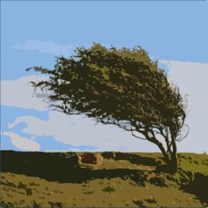 The Wind and the Rain - White! Noise