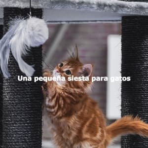 Una pequeña siesta para gatos - Hotel Lounge Sound