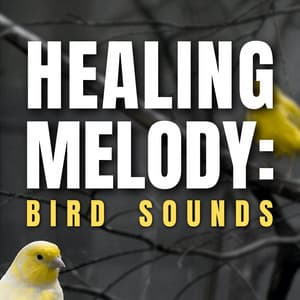Healing Melody: Bird Sounds - Bird Sounds