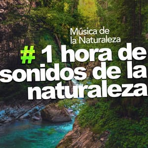 # 1 hora de sonidos de la naturaleza - Música de la Naturaleza