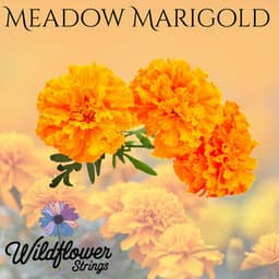 Meadow Marigold - Wildflower Strings