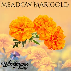 Meadow Marigold - Wildflower Strings