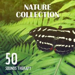 Nature Collection – 50 Sounds Therapy: Relaxation, Magical Journey Across the Oceans & Forests, Rain Hum, Waves Vibration - Nature Collection