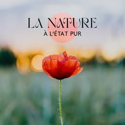 La nature à l'état pur: Sons de la nature pour dormir, la détente & méditation - Relaxation mentale