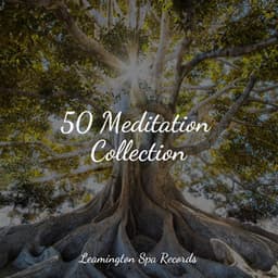 50 Meditation Collection - Relaxing Nature Ambience