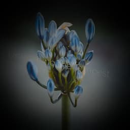 Unleashing the Tempest - Minds United