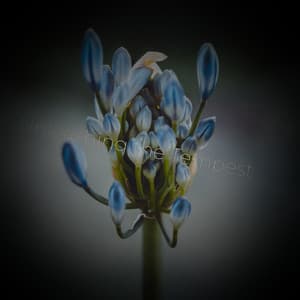 Unleashing the Tempest - Minds United