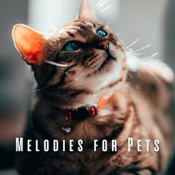 Melodies for Pets: Binaural Rain and Crystal Singing Bowl Sounds - The Magical Drops