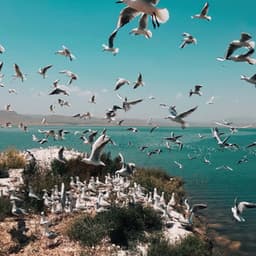 Tides & Tranquility: Seagulls for Reflective Meditations - Waves Central