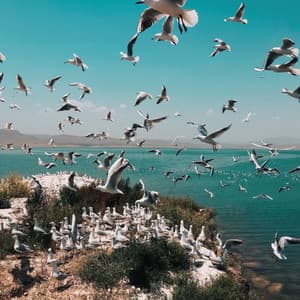 Tides & Tranquility: Seagulls for Reflective Meditations - Waves Central