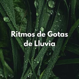 Ritmos De Gotas De Lluvia - Efectos especiales de lluvia del bosque