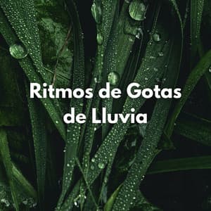 Ritmos De Gotas De Lluvia - Efectos especiales de lluvia del bosque