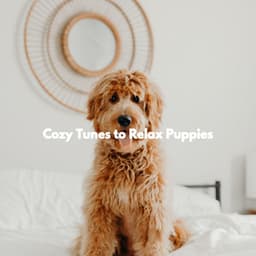 Cozy Tunes to Relax Puppies - Study Music Deluxe