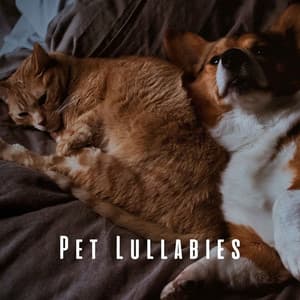 Pet Lullabies: Music for Peaceful Rest - The Noise Project