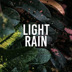 Light Rain - Rainforest Sounds