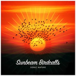 Sunbeam Birdcalls - Sonic Nature