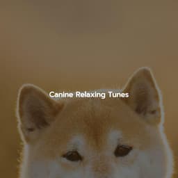 Canine Relaxing Tunes - Mellow Sunday Morning Music