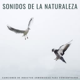 Sonidos De La Naturaleza: Canciones De Insectos Armoniosas Para Concentrarse - Música de la Naturaleza