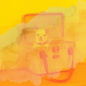 Music for Separation Anxiety - Mind-blowing Trumpet Jazz - Relaxing Dog Music