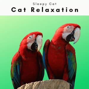 2 0 2 2 Sleepy Cat - Cat Relaxation