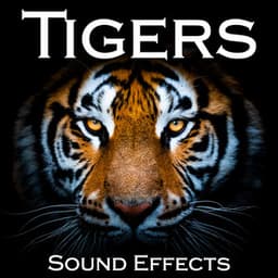 Tigers Sound Effects - Sound Ideas