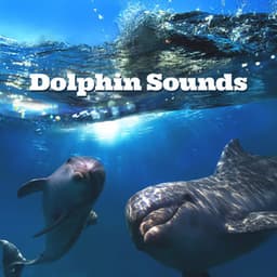 Dolphin Sounds: Healing Water Therapy for Harmony, Deep Sleep & Meditation - Water Music Oasis