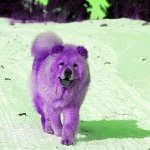 Delightful Music for Dreamy Doggo - Jazz Quintet - Doggy Music Radio