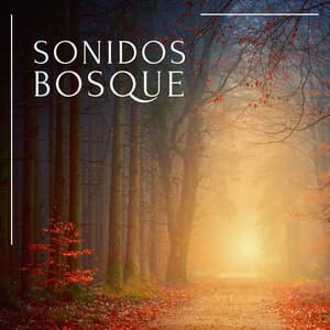 Sonidos Bosque - Sonidos De Pajaros