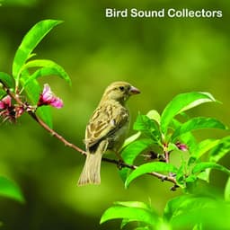 Birds Singing on a Beautiful Clear Day - Bird Sound Collectors