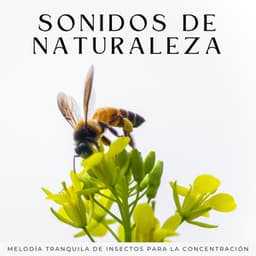 Sonidos De Naturaleza: Melodía Tranquila De Insectos Para La Concentración - Naturaleza épica