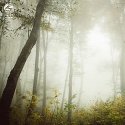 Enchanted Piano Amidst Forest - Mother Nature Ambience