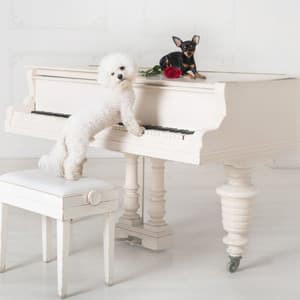 Canine Piano: Dog Relaxation - Relaxing Piano Music Consort