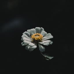 1 Hour of Evening Fountain Recordings - Ambient Forest