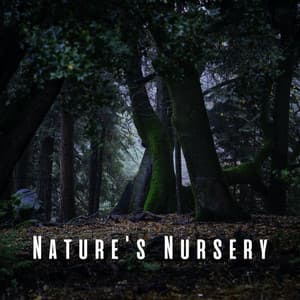 Nature's Nursery: Chill Music with Rain and Insect Melodies for Baby - Sweet Rain