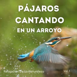 Relajación De La Naturaleza: Pájaros Cantando En Un Arroyo Vol. 1 - Arroyos y niebla