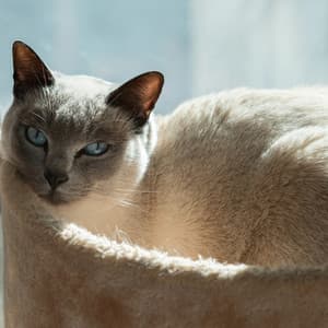 Calming Music for Cats: Peaceful Tunes - Calming Music Ensemble