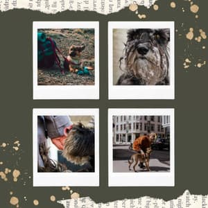 Unique Alto Sax Solo - Background for Energetic Puppy - Dog Music Library