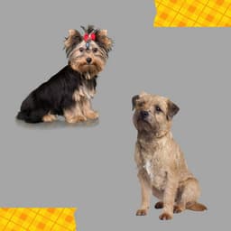 Echoes of Resting Hound - Doggy Relaxing Sounds