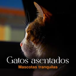Gatos asentados - Mascotas tranquilas