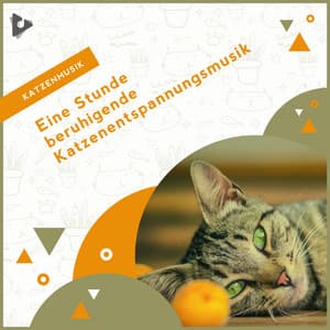 Eine Stunde beruhigende Katzenentspannungsmusik - Katzenmusik
