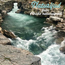 Naturljud från Abisko nationalpark - Naturljud