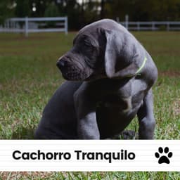 Cachorro Tranquilo - Biblioteca de Música Para Mascotas